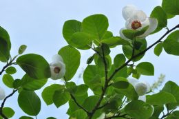 Magnolia Sieboldii