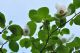 Magnolia Sieboldii