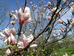 Magnolia Soulangeana