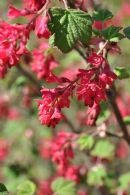 Ribes Sang. Koja