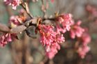 Vis produktside for: Viburnum Bodnantense Dawn