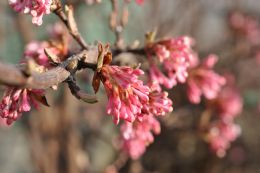 Viburnum Bodnantense Dawn