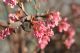 Viburnum Bodnantense Dawn