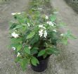 Vis produktside for: Viburnum Plicatum Summer Snowflake