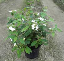 Viburnum Plicatum Summer Snowflake