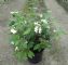 Viburnum Plicatum Summer Snowflake