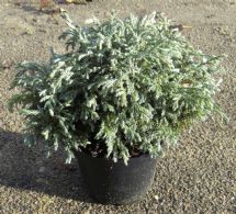 Chamaecyparis Pisifera Baby Blue