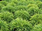 Vis produktside for: Chamaecyparis Pisifera Filifera Sungold