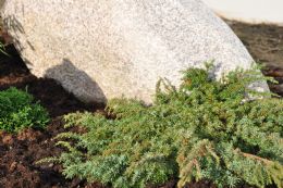 Juniperus Comm. Green Carpet