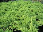 Vis produktside for: Juniperus Procumbens Nana