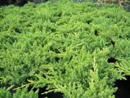 Juniperus Procumbens Nana