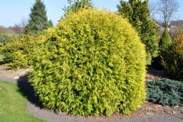 Thuja Occ. Golden Globe