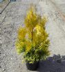 Vis produktside for: Thuja Plicata 4ever Goldy