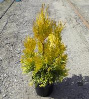 Thuja Plicata 4ever Goldy