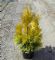 Thuja Plicata 4ever Goldy