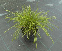 Thuja Plicata Whipcord