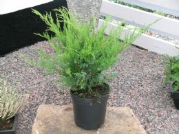 Juniperus Chin. Mint Julep