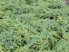 Vis produktside for: Juniperus Sq. Blue Carpet