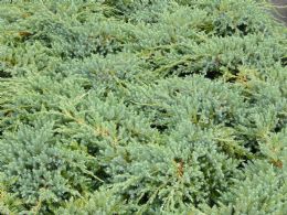 Juniperus Sq. Blue Carpet