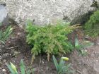 Vis produktside for: Juniperus Conferta Schlager