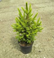 Picea Abies Will´s Zwerg