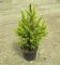 Picea Abies Will´s Zwerg