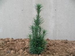 Cephalotaxus Harringtonia Fastigiata