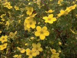 Potentilla Frut. Goldfinger