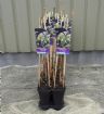 Vis produktside for: Hydrangea Petiolaris