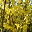 Vis produktside for: Forsythia Int. Goldrausch