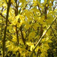 Forsythia Int. Goldrausch