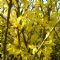 Forsythia Int. Goldrausch