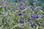 Vis produktside for: Caryopteris Clando. Heavenly Blue