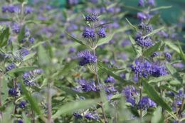 Caryopteris Clando. Heavenly Blue