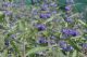 Caryopteris Clando. Heavenly Blue