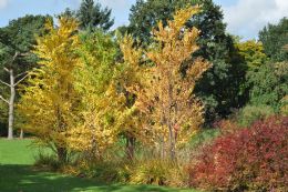 Cercidiphyllum Japonicum