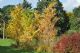 Cercidiphyllum Japonicum