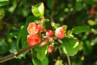 Vis produktside for: Chaenomeles Japonica