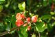 Chaenomeles Japonica