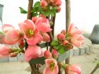 Vis produktside for: Chaenomeles Sup. Pink Lady