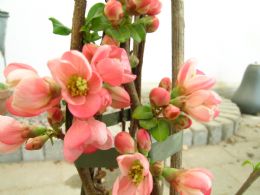 Chaenomeles Sup. Pink Lady