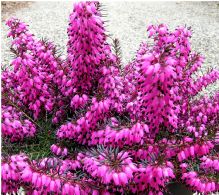 Erica Carnea Challenger