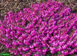 Erica Carnea Challenger Select