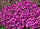 Erica Carnea Challenger Select