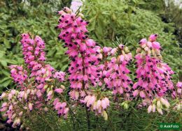 Erica Carnea Eva