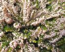 Vis produktside for: Erica Carnea Isabell