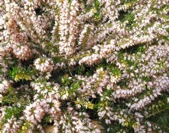 Erica Carnea Isabell