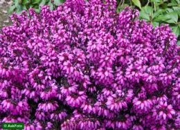 Erica Carnea March Seedling