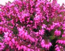 Vis produktside for: Erica Carnea Myretoun Ruby