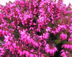 Erica Carnea Myretoun Ruby